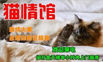 新手训猫小爆料视频大全,揭秘视频大全中的实用技巧与经验分享 第3张 新手训猫小爆料视频大全,揭秘视频大全中的实用技巧与经验分享 第3张